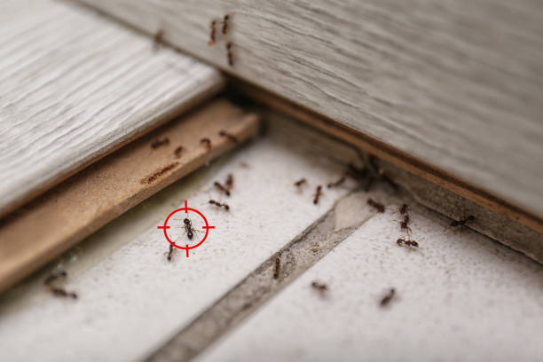 Best Best Pest Control Companies  in Orlovista, FL