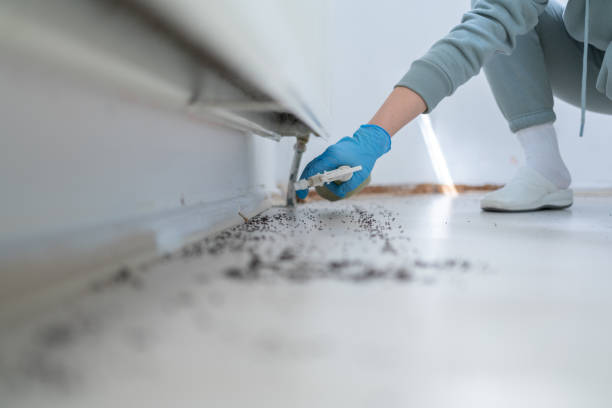Best Wasp Removal Services  in Orlovista, FL